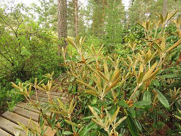 IMG_0133_degronianum_var_heptamerum_x_degronianum_f_hondoense_2001-0027_new_growth_1024px Rhododendron degronianum var. heptamerum x degronianum f. hondoense