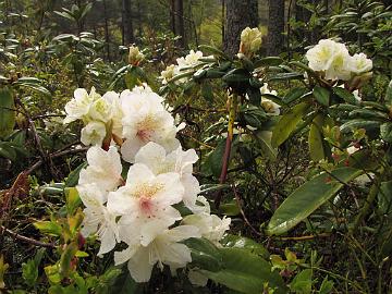 IMG_6333_Alli_opening_flowers_change_of_colors_1024px 'Alli'