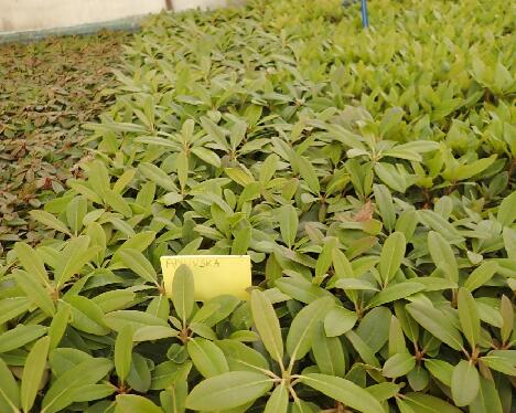 P1144191 Annuska M40 1024px 'Annuska' young multipot plants at the nursery