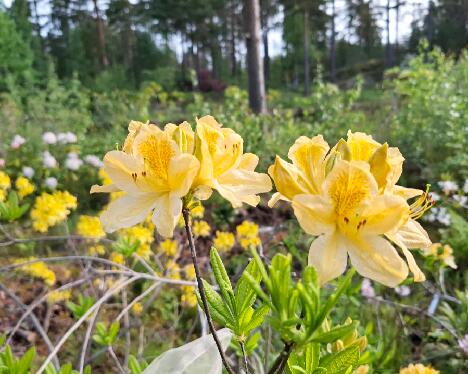 20250610_083755_Keijuli_molle_ssp_japonicum_x_luteum_X_molle_ssp_japonicum_09_RH 1024px 'Keijuli'