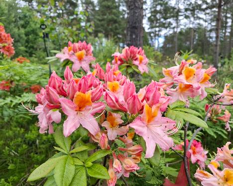 20250628_131637 Kristian's Candy 1024px 'Kristian's Candy'