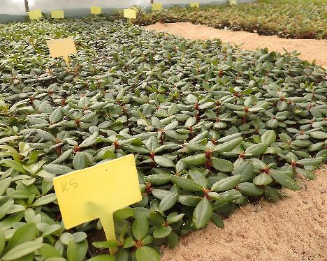 P1144173 Kristian's Sunshine M40 1024px 'Kristian's Sunshine' multipot plants at a nursery