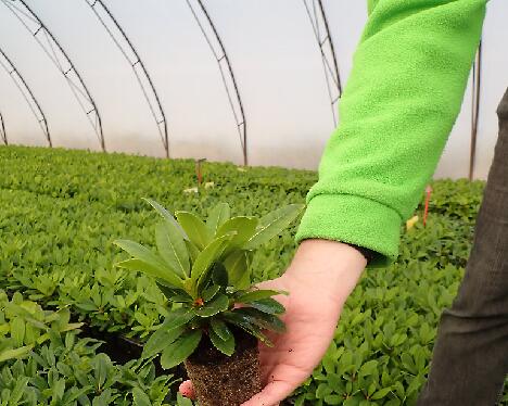 PB040321 Kuunkelta M40 - 1024px 'Kuunkelta' multipot plants at a nursery
