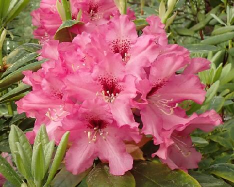 P6013369_Martti_PekkEdel-06 1024px 'Martti'