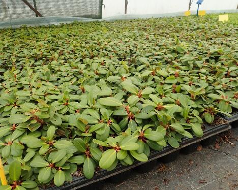PB161834_Nikodemus_multipot_1024px 'Nikodemus' multipot plants at a nursery