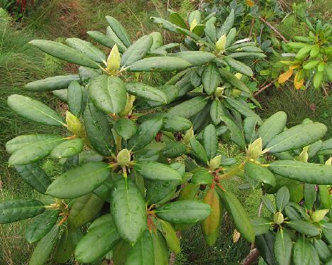 IMG_4762_Eija_ElvBlueB-01_1024px 'Pisamat'