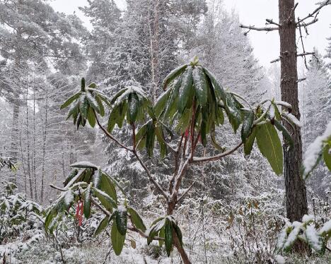 20251119_110849_Sanna_BVTAuric-04_brachycarpum_ssp_tigerstedtii_x_auriculatum_JS_2007-1306 - 1024px 'Sanna' grows as a on-stem tree