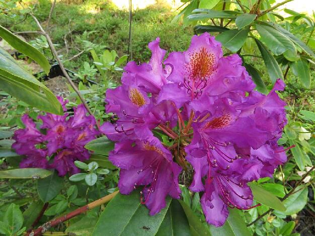 'Kretlin's Sister' 'Kretlin's Sister'