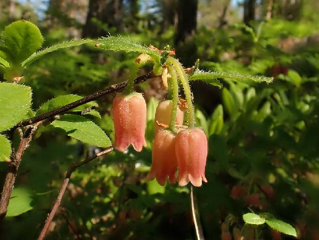 'Kristian's Drops' 'Kristian's Drops'