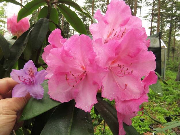 'Kristian's Monarch' 'Kristian's Monarch'