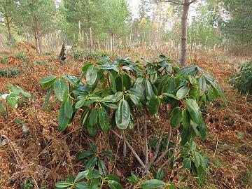 IMG_6578_BVTward-02_brachycarpum_var_tigerstedtii_x_wardii_02_1024px Rhododendron brachycarpum ssp. tigerstedtii x wardii , a hybrid created by Peter M.A. Tigerstedt, growing in the rhododendron test field.