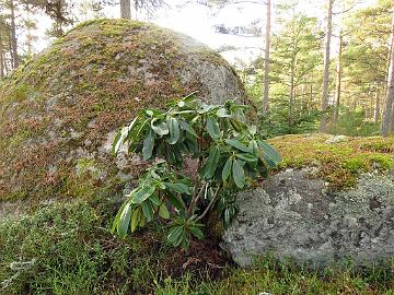 IMG_6588_BVTward-02_brachycarpum_var_tigerstedtii_x_wardii_02_1024px The rhododendron blends beautifully into its new surroundings.