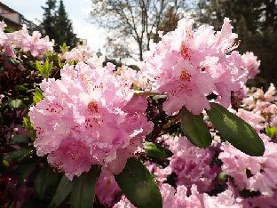 Seidel Rhododendron hybrids