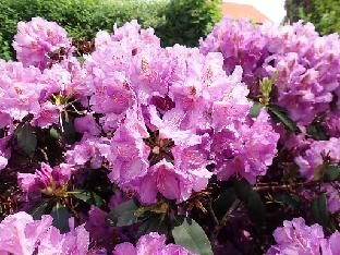 Seidel Rhododendron hybrids
