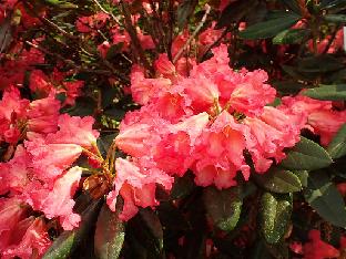 Seidel Rhododendron hybrids