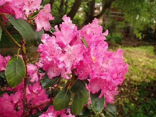 Seidel Rhododendron hybrids