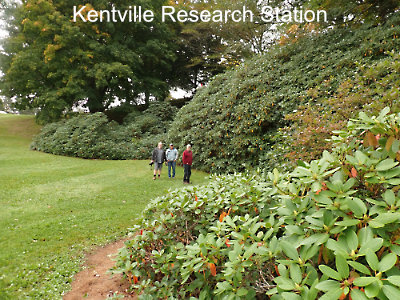 R. smirnowii in wet bed