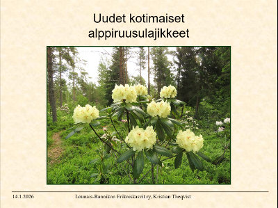 New Finnish Rhododendron Cultivars