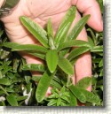 R. tomentosum x R. diversipilosum plant ID #07
Typical Ledum cross plant with strong growth and features from pollen given R. diversipilosum
On  bottom-edge of the picture is a small R. tomentosum x R. lindleyi with shiny light green leaves
