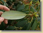 'Kristian's Pink': leaf underside and flower buds.
'Kristian's Pink': lehden alapuoli ja kukkanuppuja.
