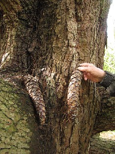 IMG_4773_Pinus_x_holfordiana_Gores_Wood Pinus x holfordiana