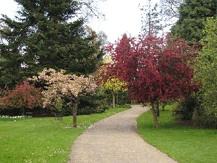 IMG_4482_Prunus_primrose_Malus_profusion_Sir_Harold_Hillier_Gardens Prunus 'Imose' , Malus 'Profusion'