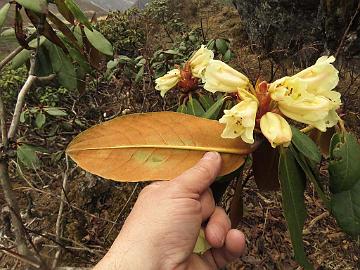 IMG_1767_Rhododendron_wightii_Thangu_to_Muguthang_4200m_160609 Rhododendron wightii , Thangu - Muguthang 4200 m