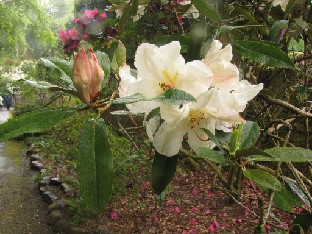 IMG_1210_Rhododendron_maddenii _ssp_maddenii_Polyandrum_Group Rhododendron maddenii ssp. maddenii Polyandrum Group ( R. polyandrum Hutch.)