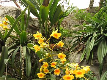 IMG_2256_orchids_at_Hidden_Forest_Retreat_Hotel_in_Gangtok_160513 Orchid in the Hidden Forest Retreat Hotel (06:16)