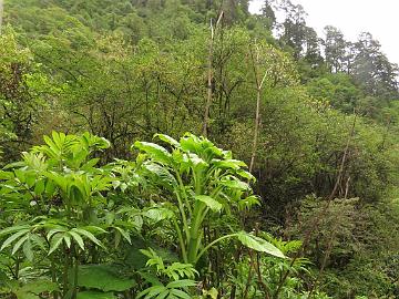 IMG_1941_Ariasema_sp_and_Cardiocrinum_giganteum_Lachung_2900m_160510 Arisaema sp. and Cardiocrinum giganteum , Lachung 2900 m (15:47)