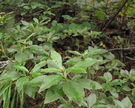 IMG_1676_mucronulatum_var_cilitatum_Seoraksan_Gwongeumseong Rhododendron mucronulatum var. ciliatum , Gweongeum-seong, Seorak-san