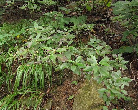 IMG_1677_mucronulatum_var_ciliatum_Seoraksan_Gwongeumseong Rhododendron mucronulatum var. ciliatum , Gweongeum-seong, Seorak-san