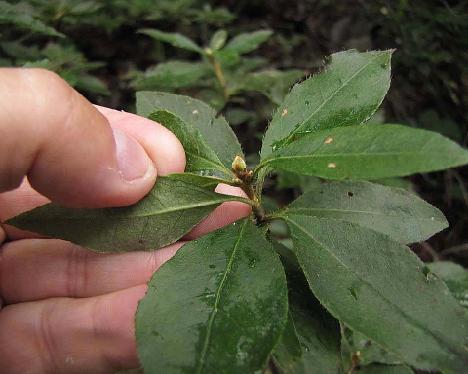 IMG_1683_mucronulatum_var_ciliatum_Seoraksan_Gwongeumseong Rhododendron mucronulatum var. ciliatum , Gweongeum-seong, Seorak-san