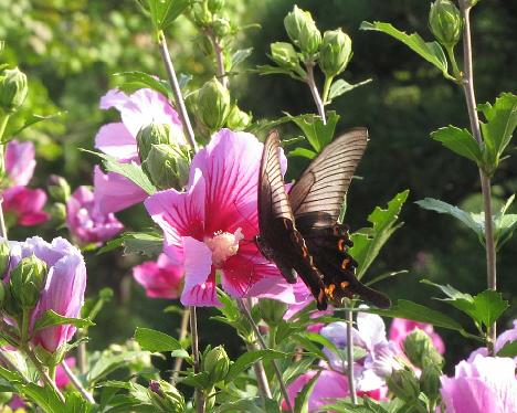IMG_0933_Hibiscus_syriacus_and_butterfly_KNA Hibiscus syriacus and a butterfly in the Korea National Arboretum