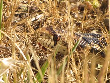 IMG_7964_Gopher_Snake_Pituophis_catenifer_Elkhorn_Slough Pituophis catenifer , Gopher Snake, Elkhorn Slough, California