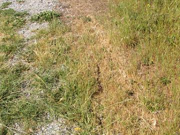 IMG_7966_Gopher_Snake_Pituophis_catenifer_Elkhorn_Slough Pituophis catenifer , Gopher Snake, Elkhorn Slough, California