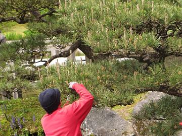 IMG_8730_Japanese_Garden_Seattle_uuden_kasvun_typistamista Cutting new growth of Pinus , Seattle Japanese Garden, Seattle, Washington