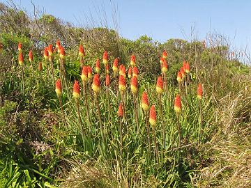 IMG_8239_on_the_coast_California_to_Fort_Bragg Kniphofia uvaria , non-native to California