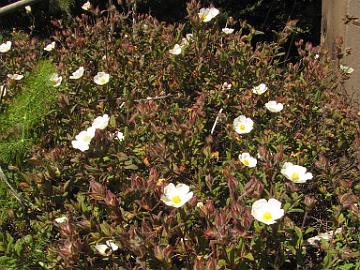 IMG_8269_on_the_coast_California_to_Fort_Bragg Road side flowers Tien varren kukkasia